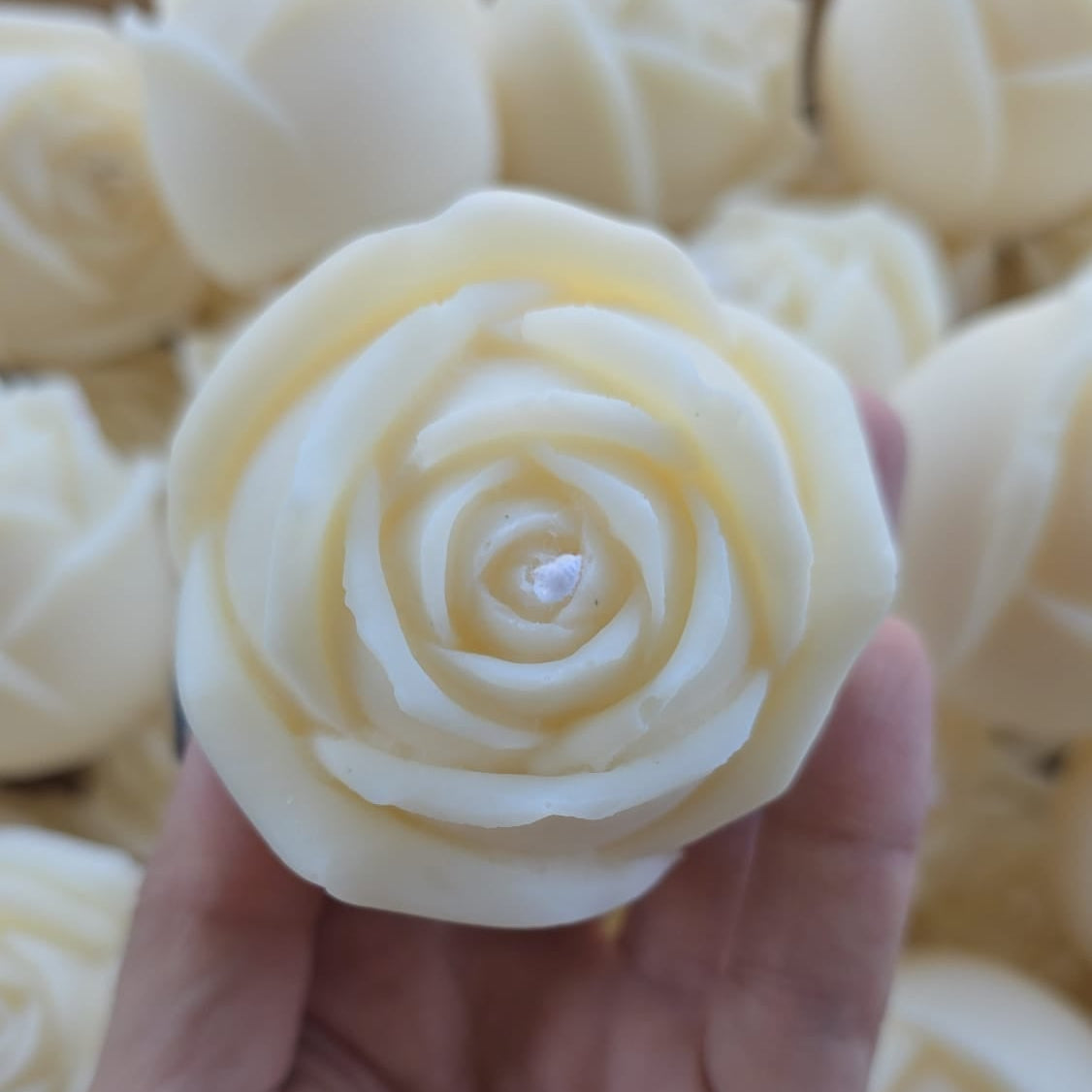 Rosa