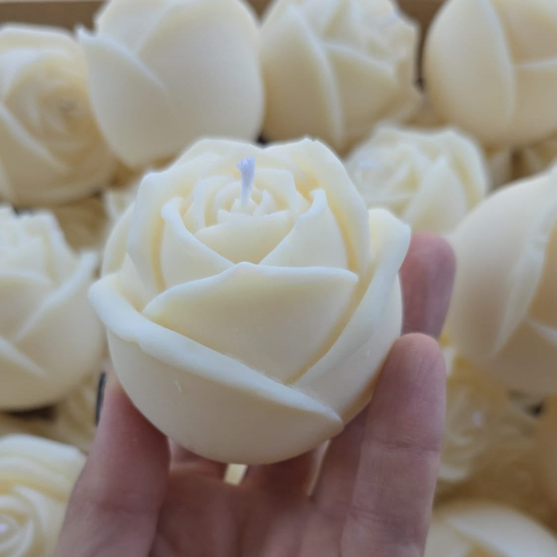 Rosa